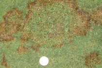 How pesticide use was reduced on New York golf courses