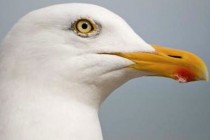 Seagull takes leader’s ball during PGA event