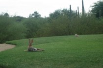 Negative publicity for golf club for shooting rabbits