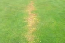Two golf clubs have greens attacked by chemicals