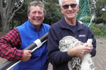 Club pro saves rare owl after chasing it through people’s gardens