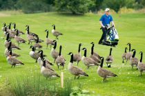Golf’s governing bodies to help clubs be more environmentally friendly