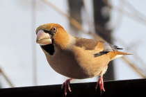 Suffolk golf club sees 25% increase in bird species