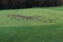 Another three golf courses suffer extreme vandalism