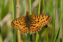 Golf club receives £91k grant to protect butterflies