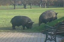 Wild pigs injure golfers, forcing club to temporarily close