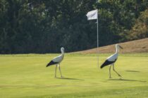 Storks photographed at Sussex golf club
