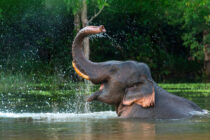 The financial cost of irrigation systems – is this the elephant in your committee room?