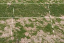 A grass for all seasons – understanding tetraploid technology