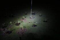 Extinction Rebellion vandalise 10 golf courses in Spain