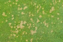 Exploring the impact of dollar spot on golf courses